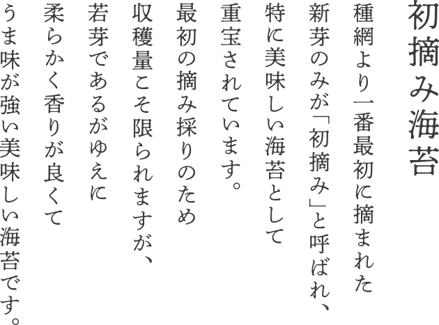 初摘み海苔　種網より一番最初に摘まれた新芽のみが「初摘み」と呼ばれ、特に美味しい海苔として重宝されています。最初の摘み採りのため収穫量こそ限られますが、若芽であるがゆえに柔らかく香りが良くてうま味が強い美味しい海苔です。